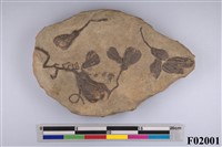 藏品(大型海百合化石)的圖片